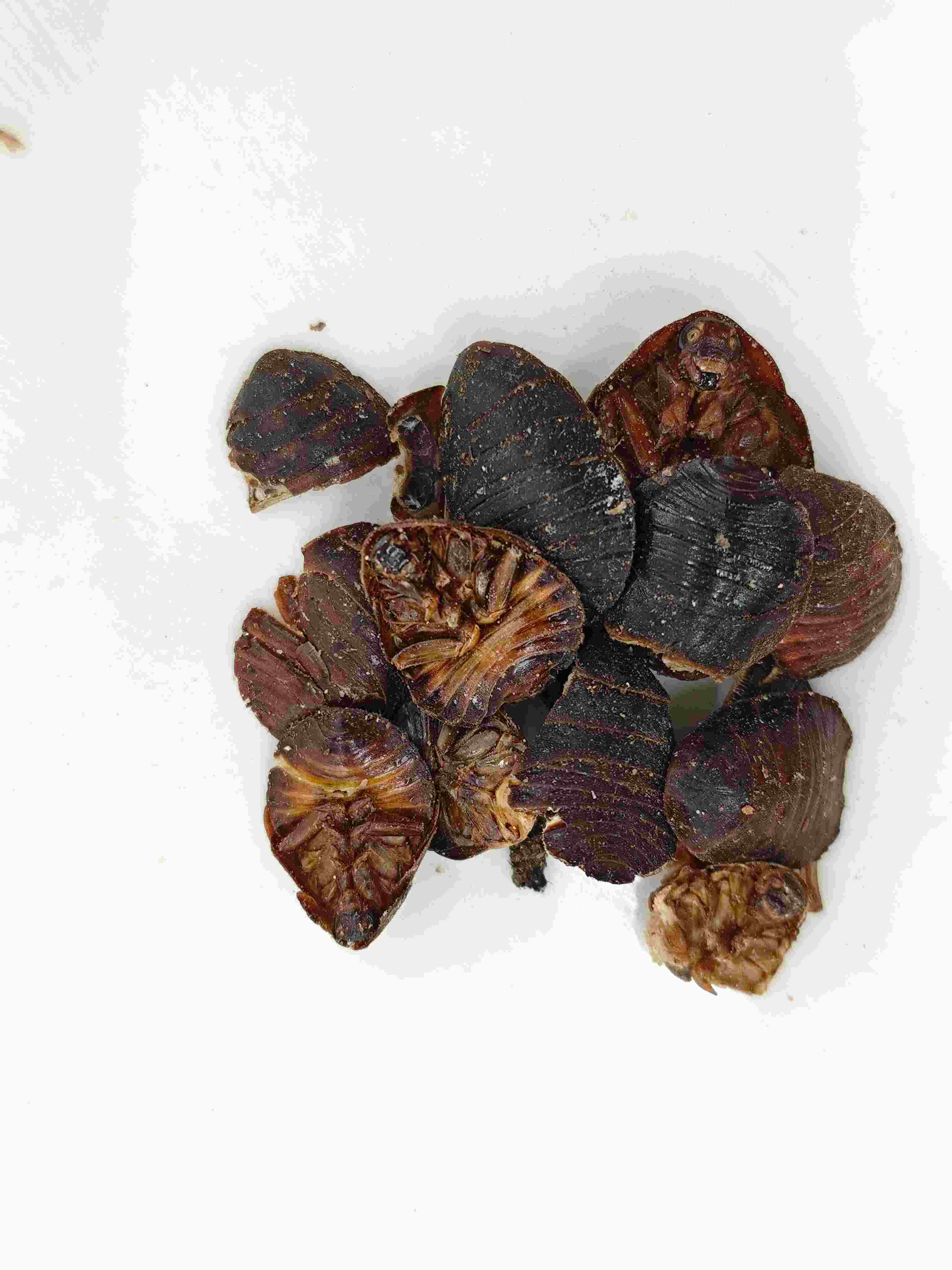 土鱉蟲（tǔbiēch&oacute;ng）