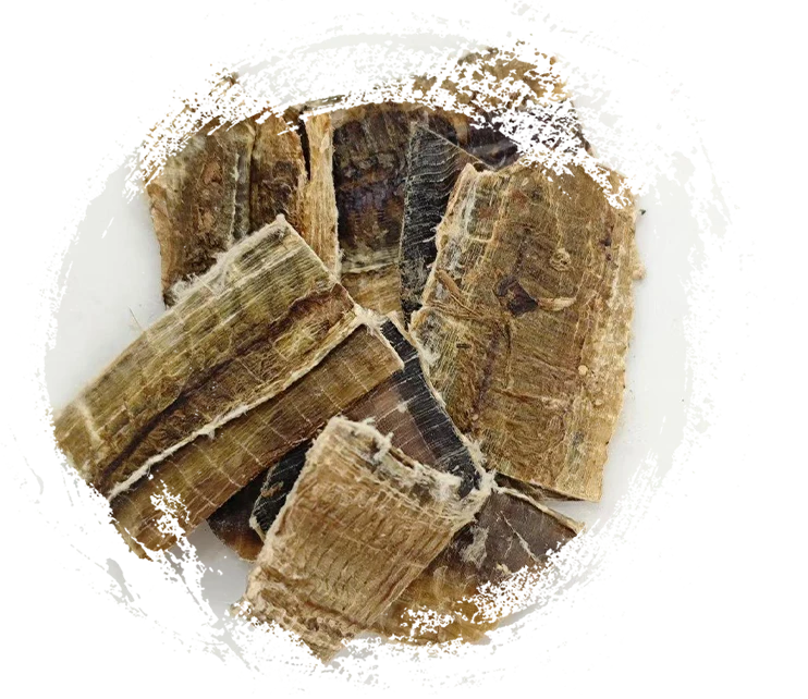 地龍（dìlóng）