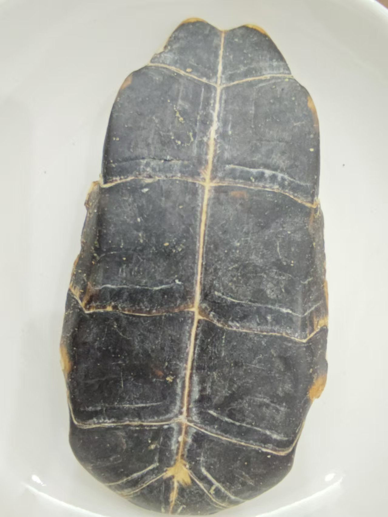 龜甲（Guījiǎ）