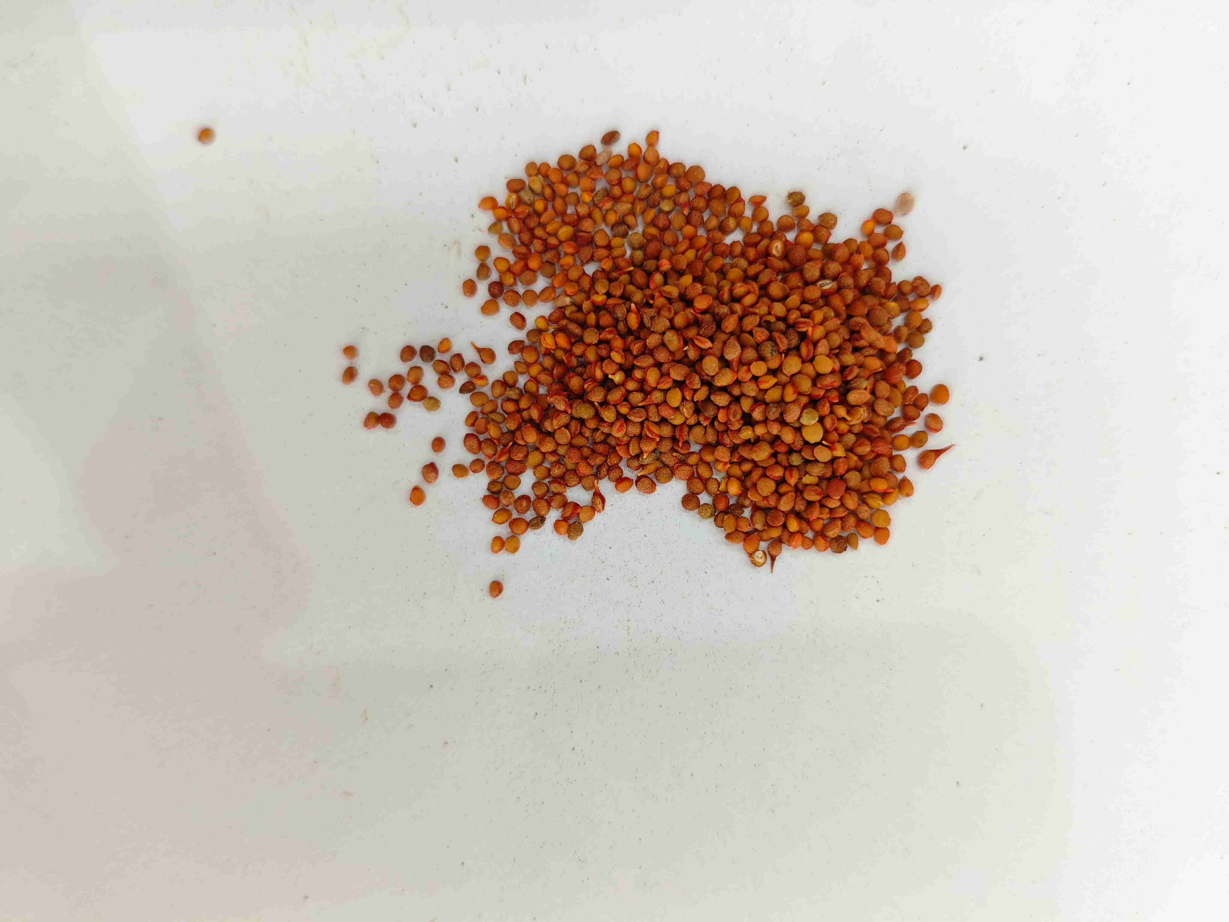 楮實子（chǔsh&iacute;zǐ）