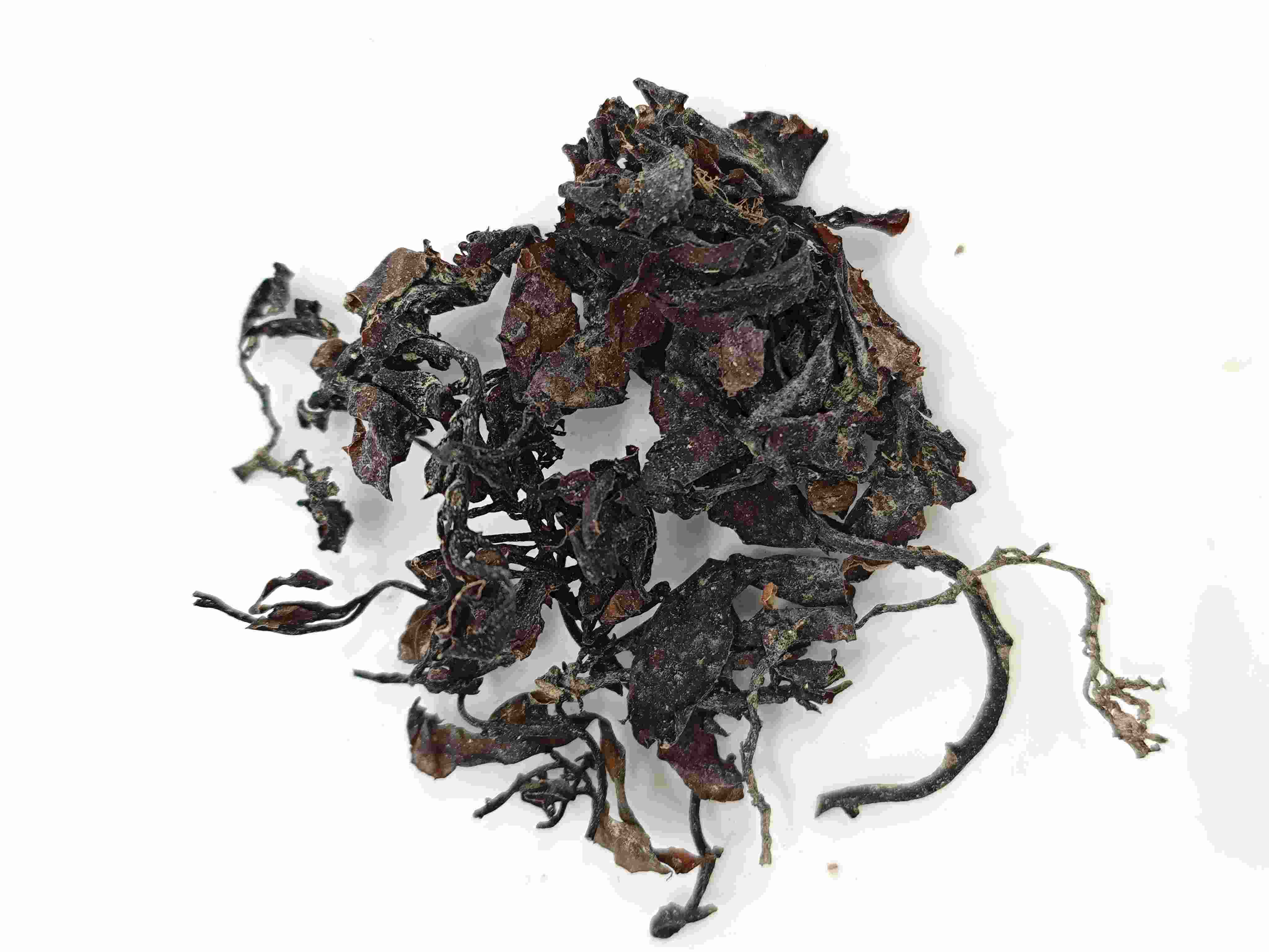 海藻（hǎizǎo）