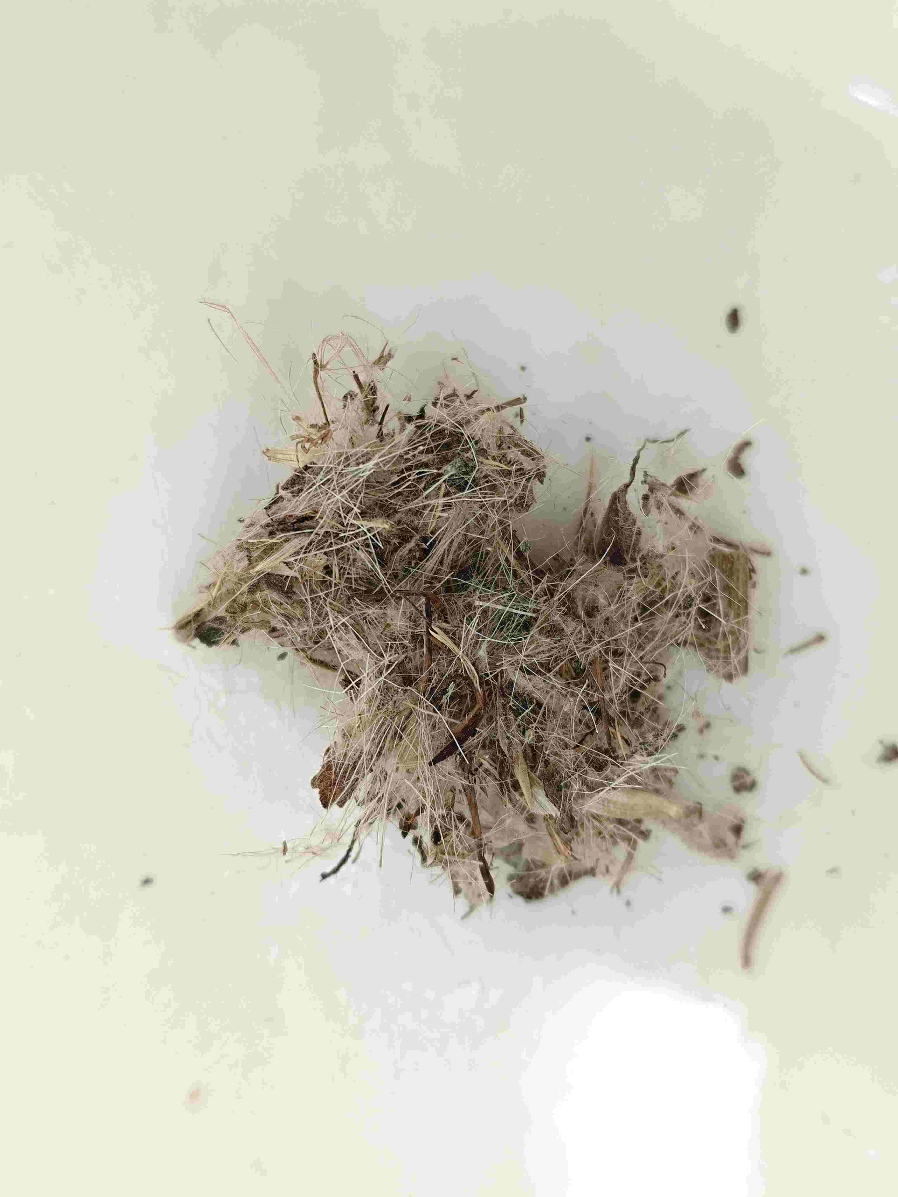 大薊（d&agrave;j&igrave;）