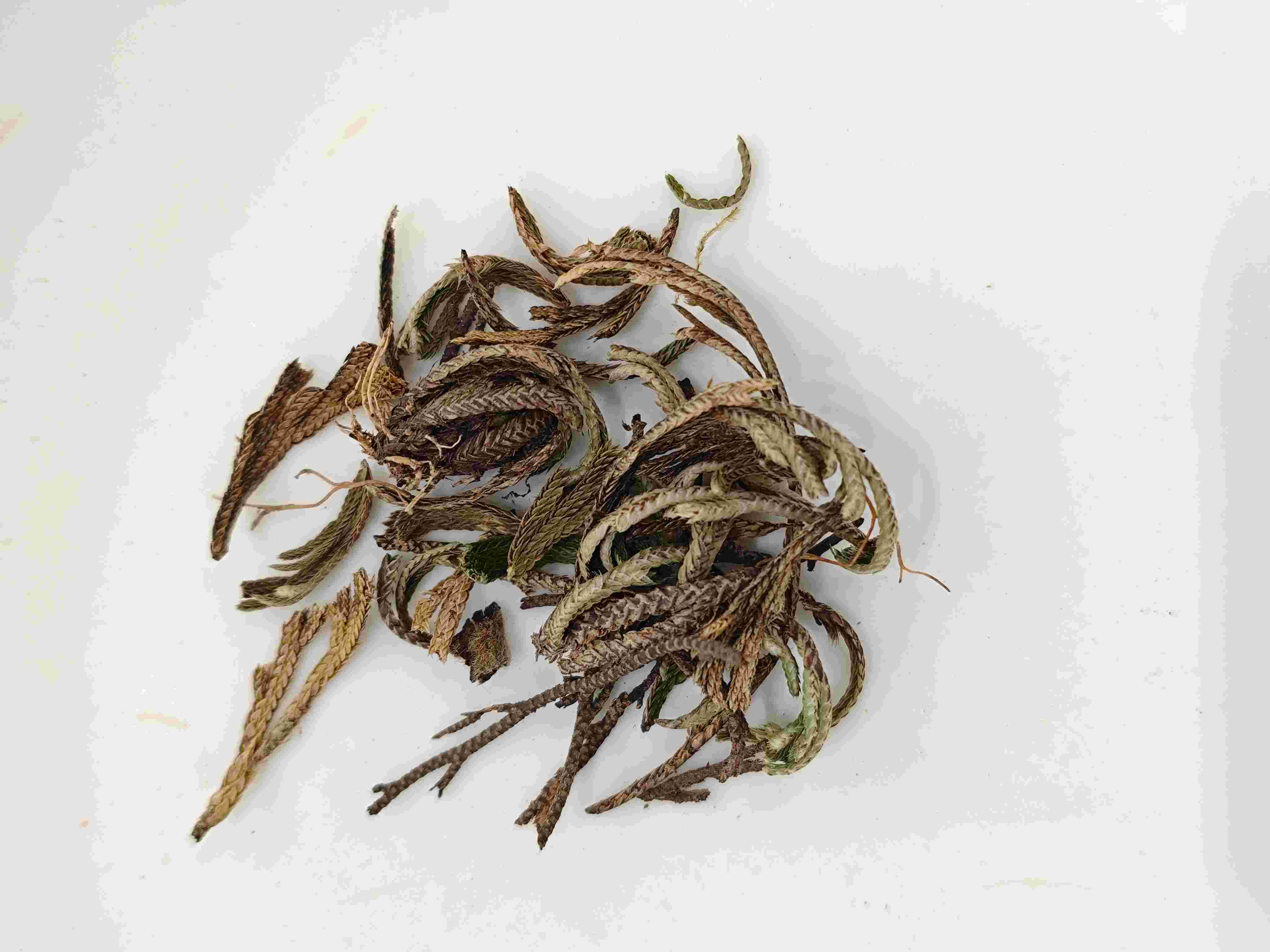 卷柏（JuǎnBǎi）