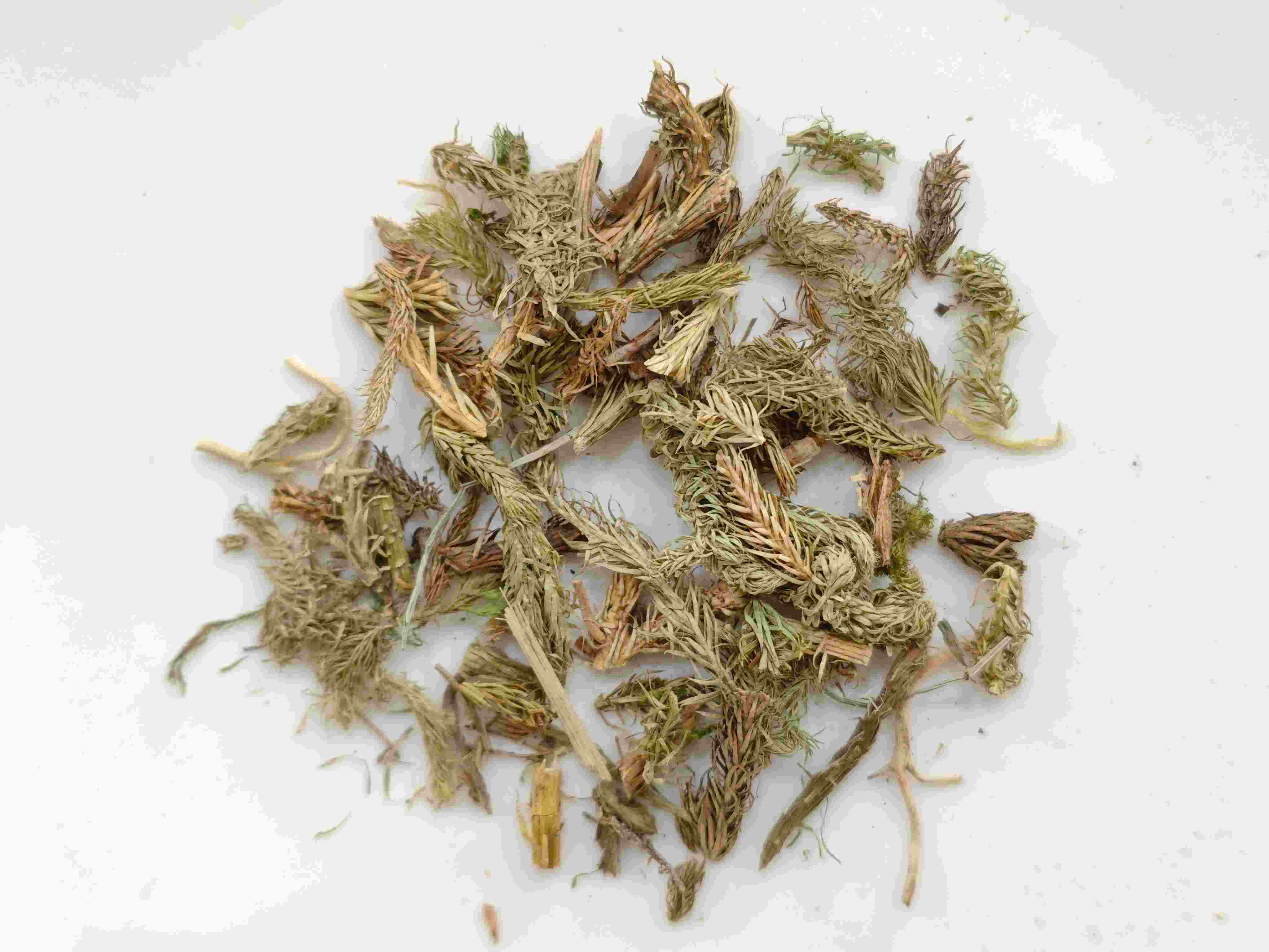 伸筋草（shēnJīnCǎo）