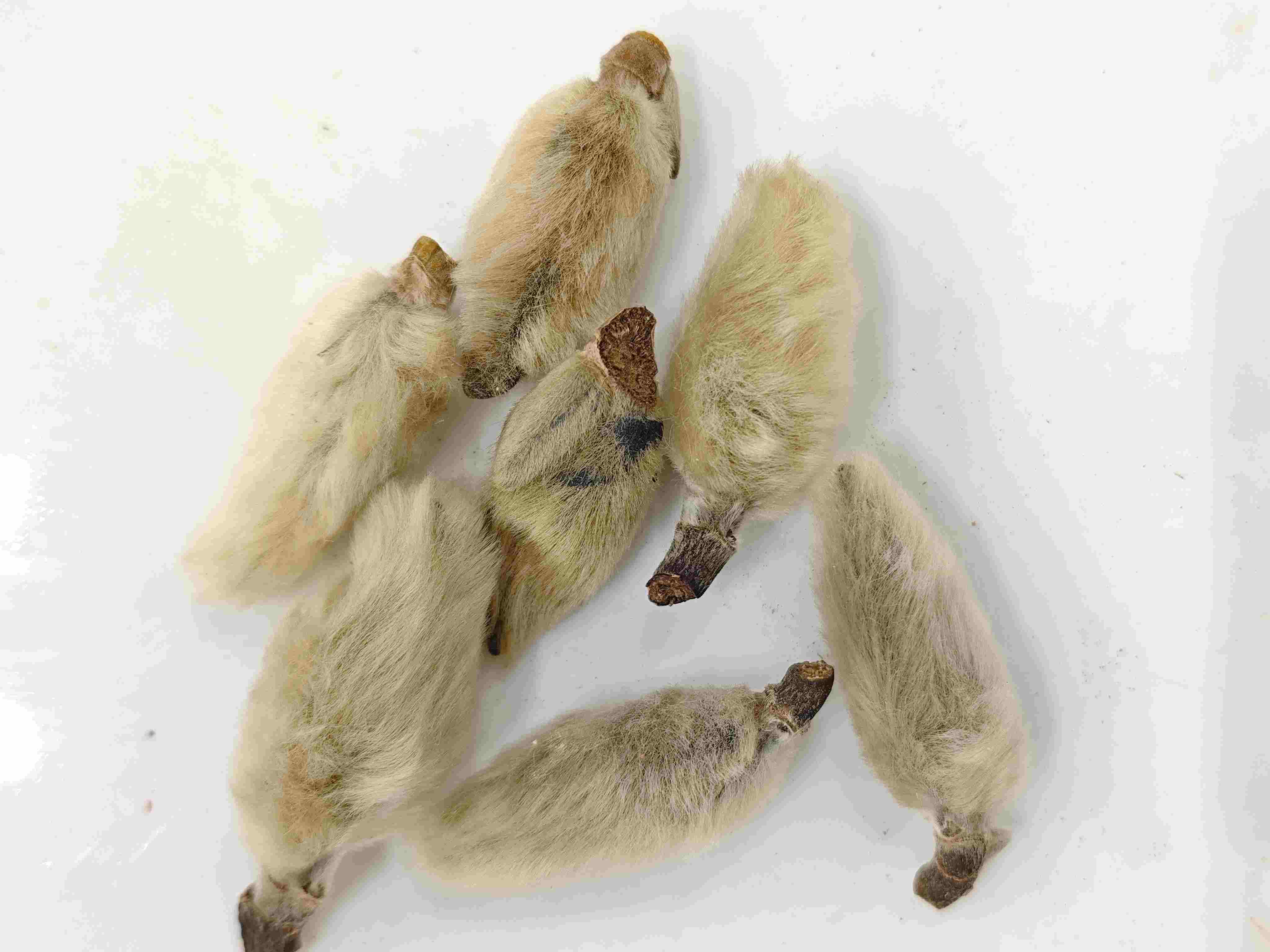 辛夷（xīny&iacute;）