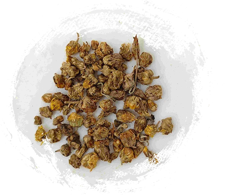 野菊花（yěJúhuā）