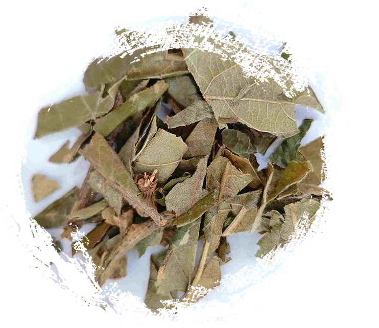 枇杷葉（Pípáyè）