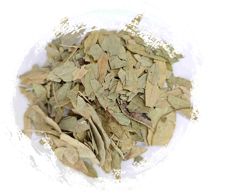 番瀉葉（fānxiè）